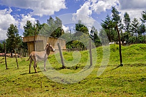 Donkey in the wild near Aberdare Park