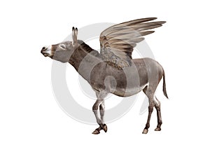 donkey with wings isolated on white