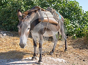 Donkey at work