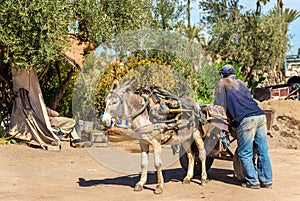 Donkey with a worker on a street of Marrakesh, Morocco