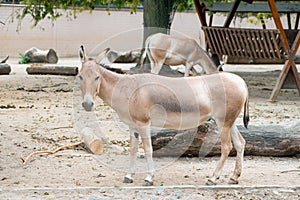 Donkey in zoo