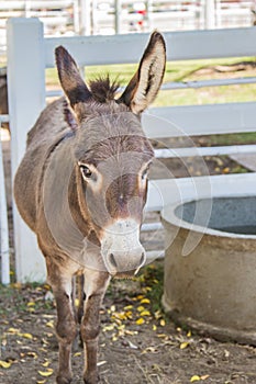 Donkey in the zoo