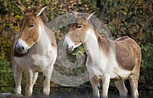 Donkeys