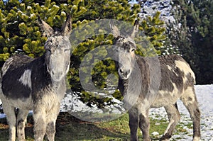 Donkeys