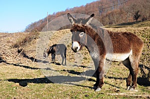 Donkeys