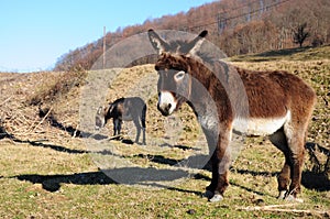 Donkeys