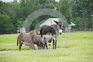 Donkeys