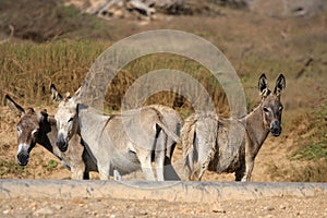 Donkeys