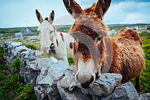 Donkeys in Aran Islands, Ireland