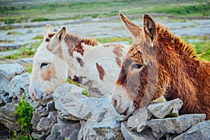 Donkeys in Aran Islands, Ireland