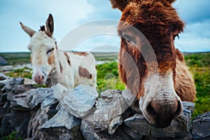Donkeys in Aran Islands, Ireland photo