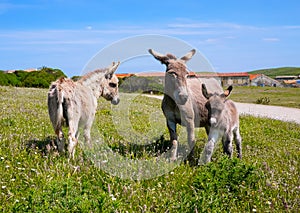 Donkeys in Asinara island in Sardinia, Italy