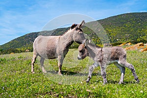 Donkeys in Asinara island in Sardinia, Italy photo