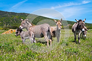 Donkeys in Asinara island in Sardinia, Italy photo