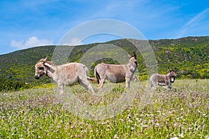 Donkeys in Asinara island in Sardinia, Italy