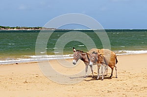 Donkeys on the beach in the vicinity of the Malindi resort in Kenya