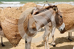 Donkeys on the beach in the vicinity of the Malindi resort in Kenya