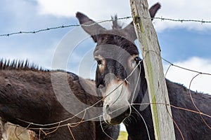 Donkeys behind the fence. Donkey at countyside. Farm concept. Animals concept. Pasture background. Cute donkey looking at camera.