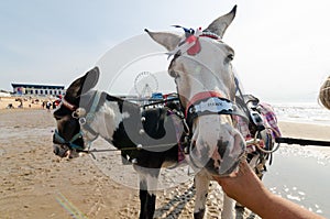 Donkeys on blackpool beach, donkey rides