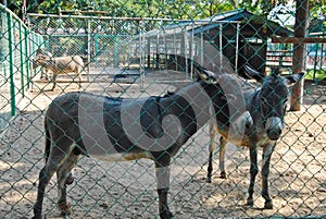 Donkeys in Bueng Chawak Chalermphrakiat Suphan Buri