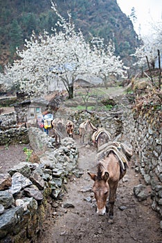 Donkeys caary baggage and appliances on the mountain photo