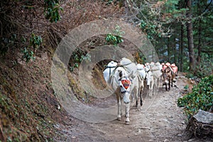 Donkeys caary baggage and appliances on the mountain photo