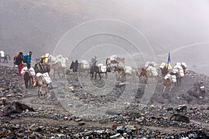 Donkeys carry provision to high villages in Himalayas, Nepal