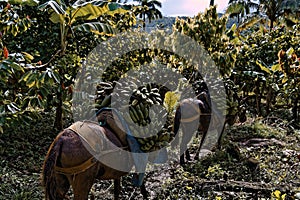 Donkeys carrying a lot of bananas in the jungle - animals exploitation concept