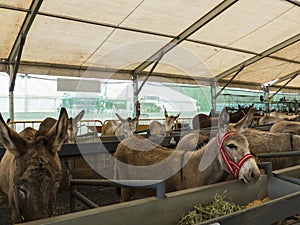 Donkeys at a cattle market.