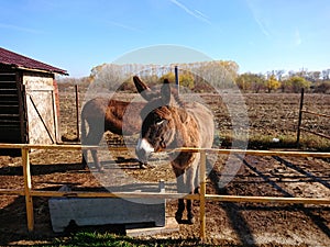 Donkeys at the countryside zoo