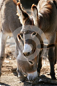 Donkeys couple portrait photo