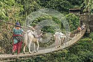 Donkeys cross the rope bridge in Anapurna