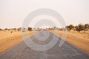 Donkeys, crossing the road in Mauritania