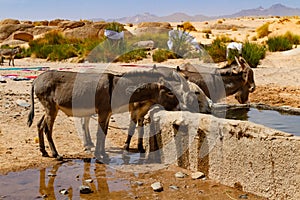 Donkeys drinking water from water trough. Tassili N'Ajjer National Park. Illizi, Djanet, Algeria, Africa