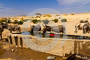 Donkeys drinking water from water trough. Tassili N'Ajjer National Park. Illizi, Djanet, Algeria, Africa