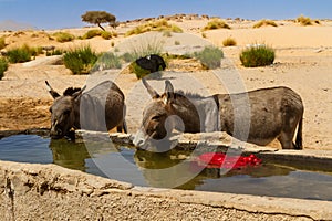 Donkeys drinking water from water trough. Tassili N'Ajjer National Park. Illizi, Djanet, Algeria, Africa