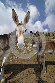 Donkeys , Equus africanus asinus