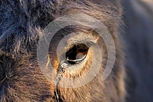 A donkeys eye
