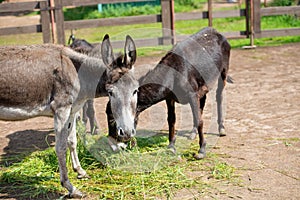 Donkeys on the farm