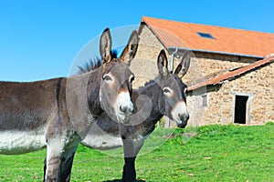 Donkeys at the farm