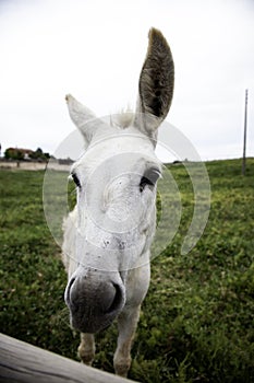 Donkeys on farm