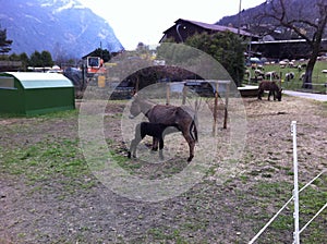 Donkeys a farm at Semione, Switzerland