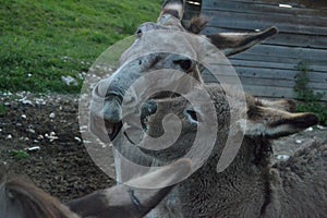 Donkeys in a farm situated in Ronchena (Veneto, Italy)