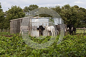 Donkeys feeding