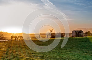 Donkeys in a field with blazing orange