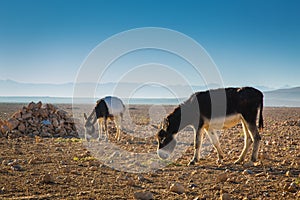 Donkeys in a field in Morocco