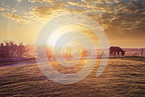 Donkeys in field at sunset grazing Weston Super Mare