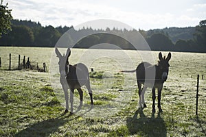 Donkeys in the fields