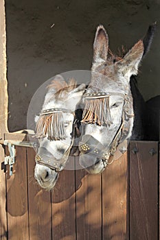 Donkeys Frigiliana in Malaga province Spain