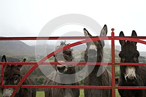 Donkeys at gate in Ireland